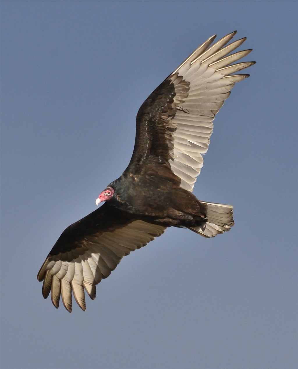 Turkey Vulture in Flight