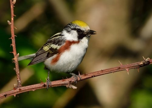 Chestnut sided warbler