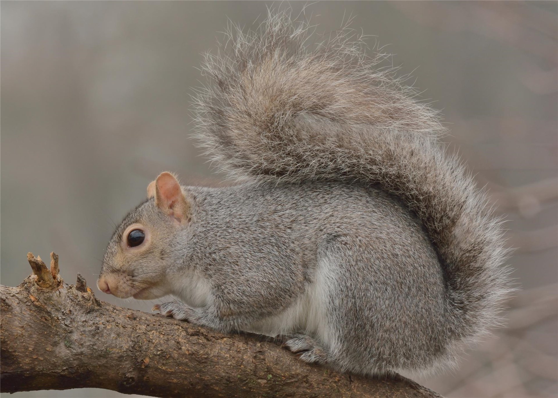 Marvelous Mammals | Homeschool Happenings