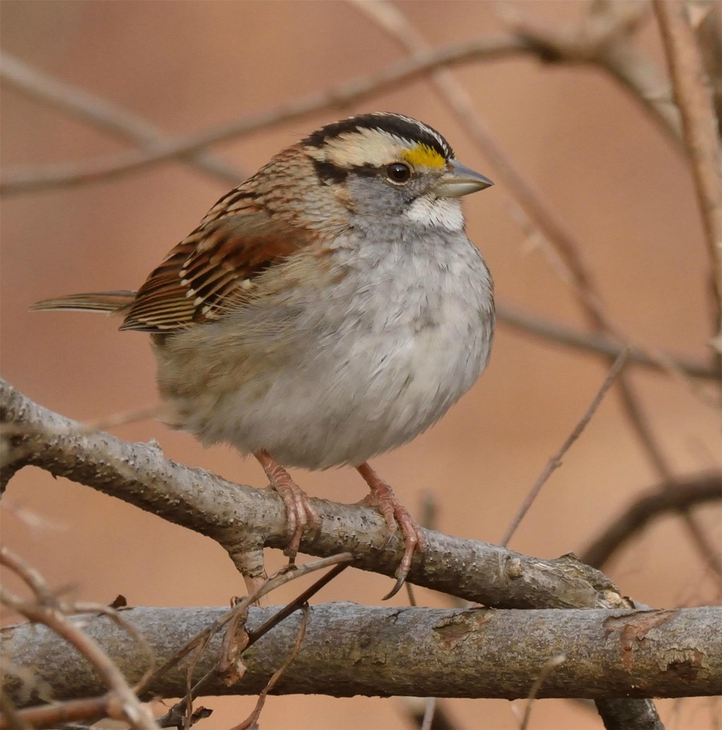 White-throated sparrow perched on a tree