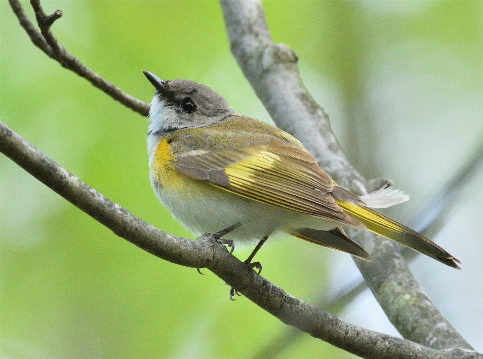 Birdwatching for Beginners