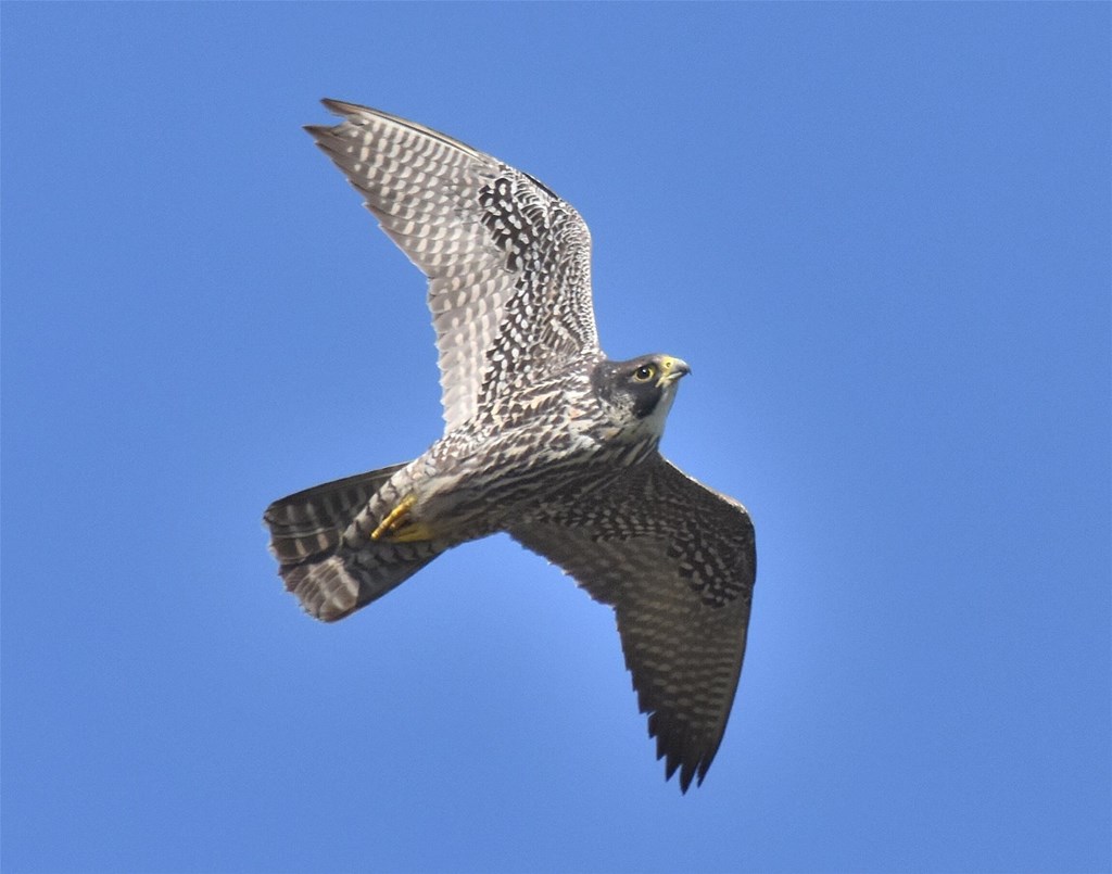 Peregrine falcon soaring overhead
