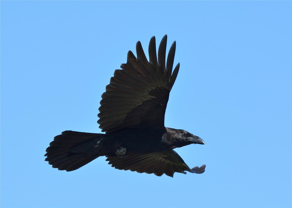 Raven in Flight Raven in Flight