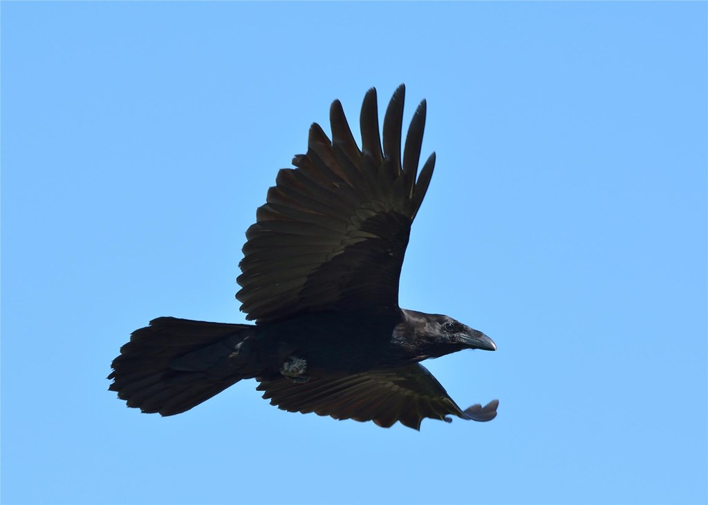 Raven in Flight