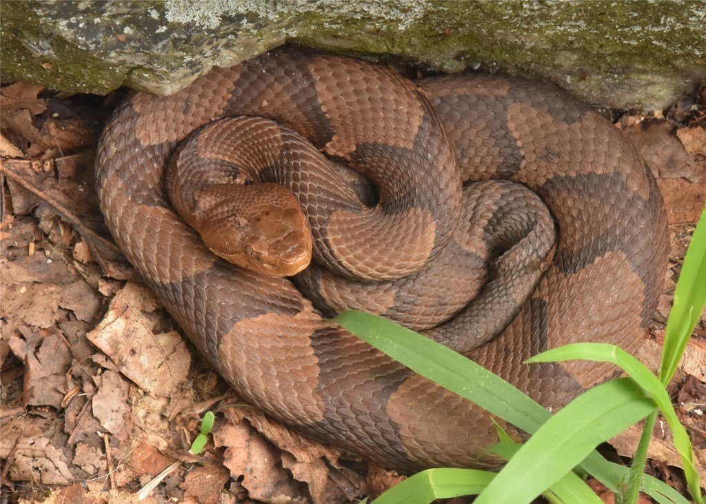 Northern Copperhead Snake Northern Copperhead Snake