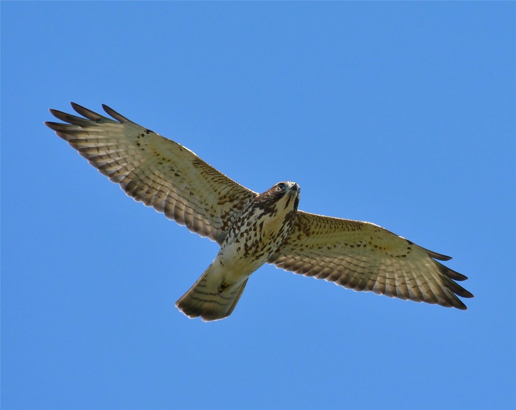 Broadwing in Flight Broadwing in Flight