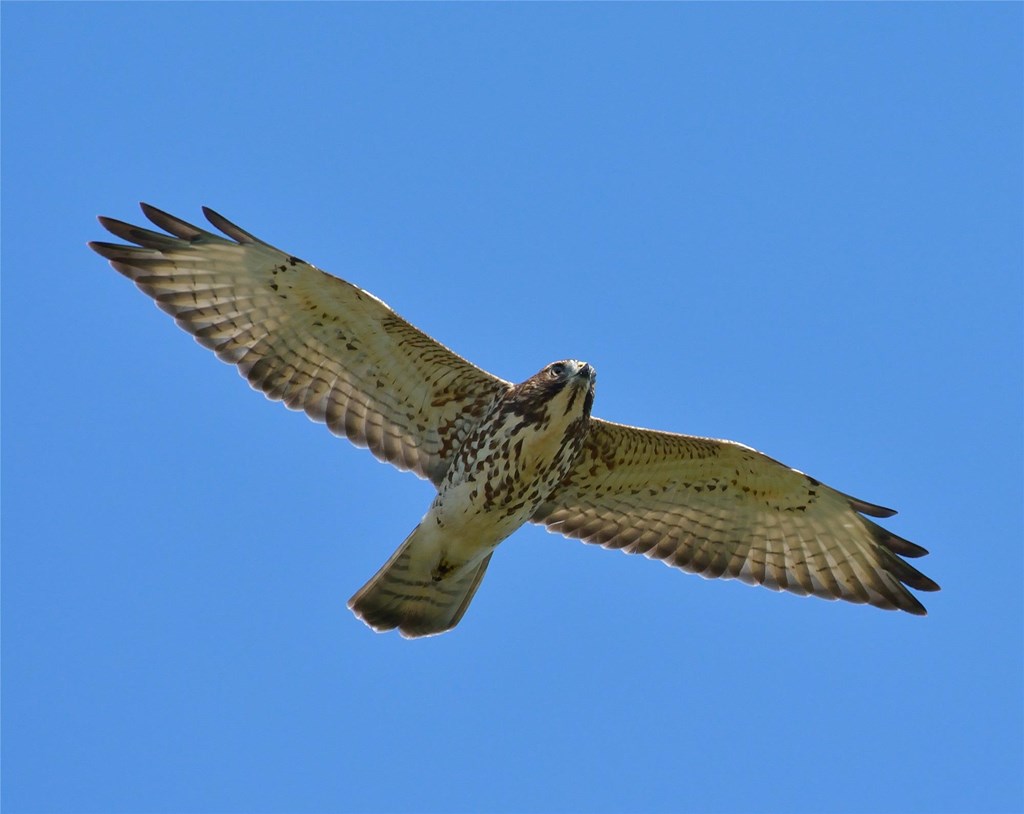 Broadwing in Flight