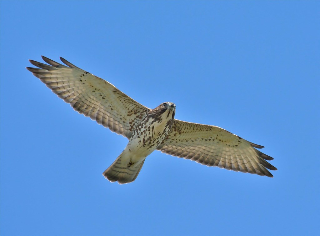 Immature broad-winged hawk in flight.
