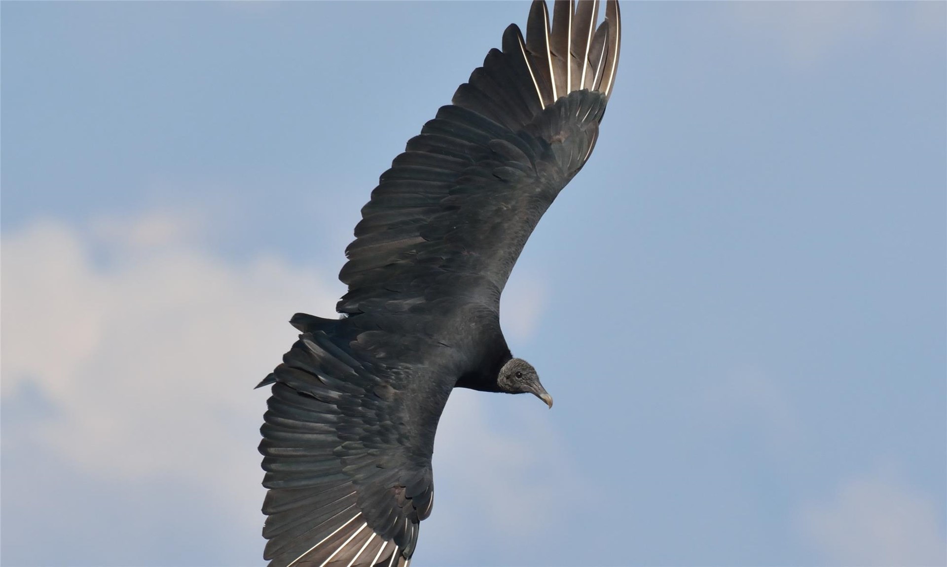 Itty Bitty Nature Buddies: Magical Migrators