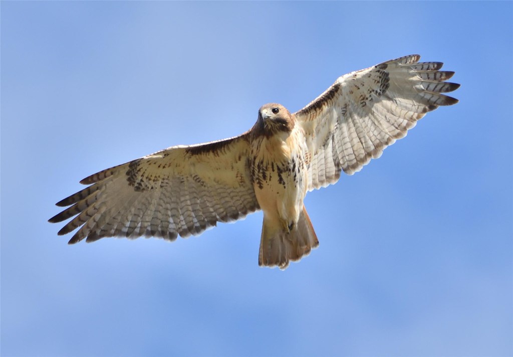 Red-tailed Hawk in Flight