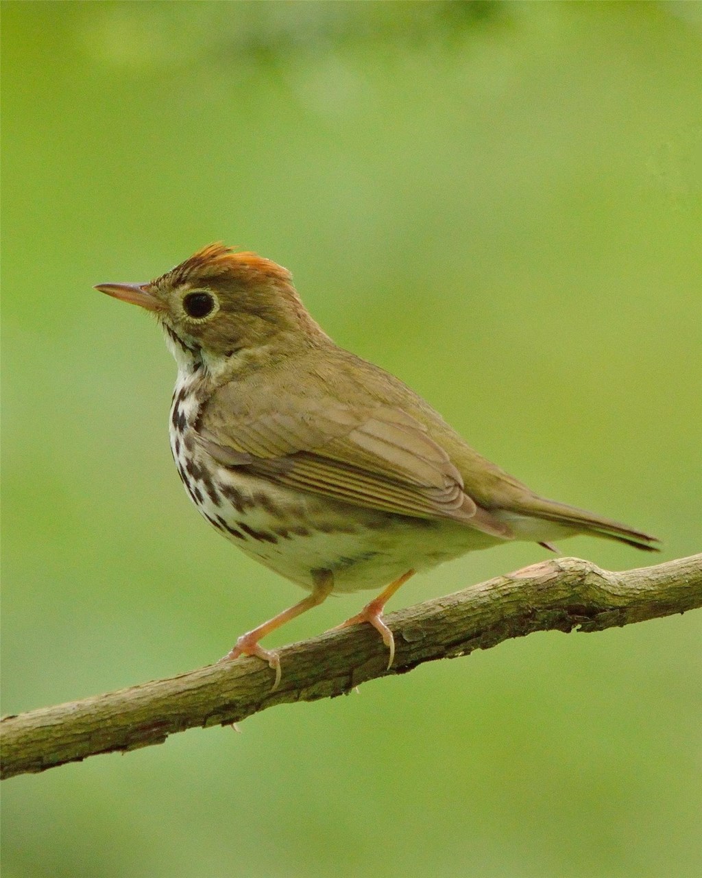 Ovenbird perched upon a branch Ovenbird perched upon a branch
