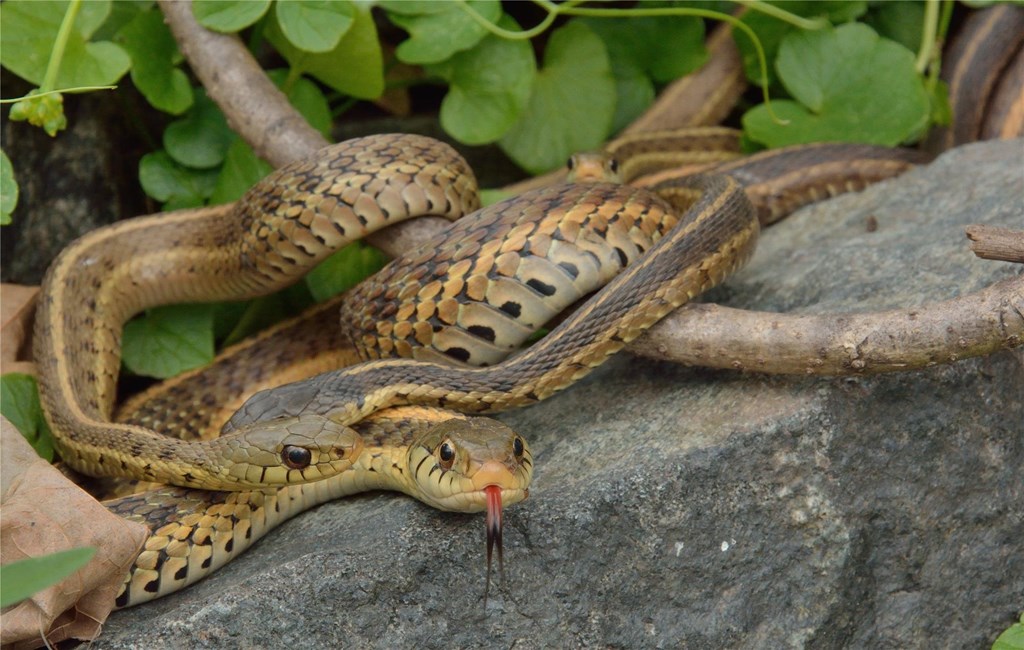 A Group Of Eastern Garter Snakes Sunning On A Rock