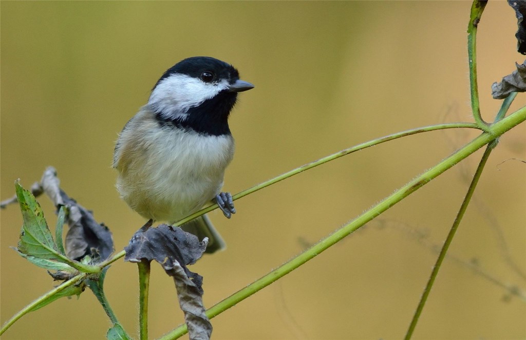 Carolina Chickadee Carolina Chickadee