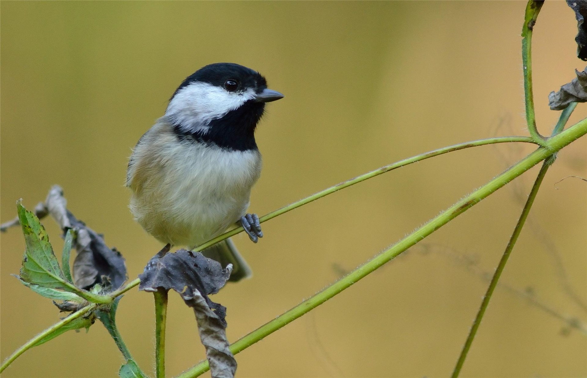 Songbird Migration Station