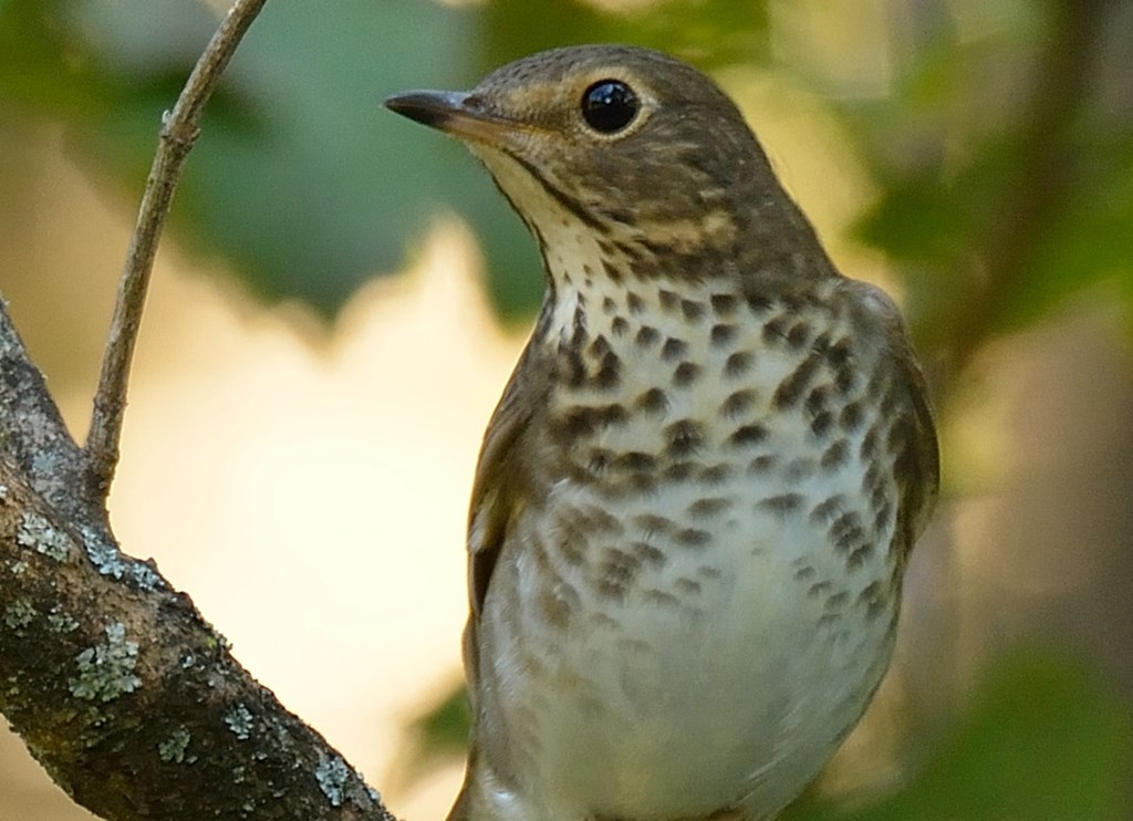 Swainson's Thrush perched on a branch