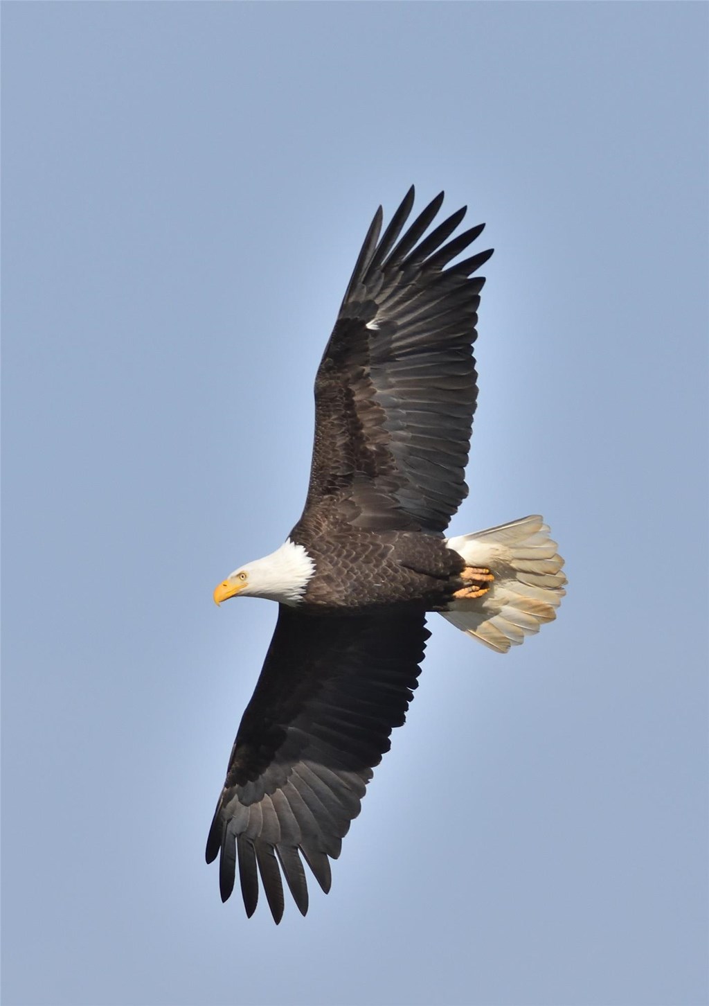 Bald Eagle in Flight by Bill Moses