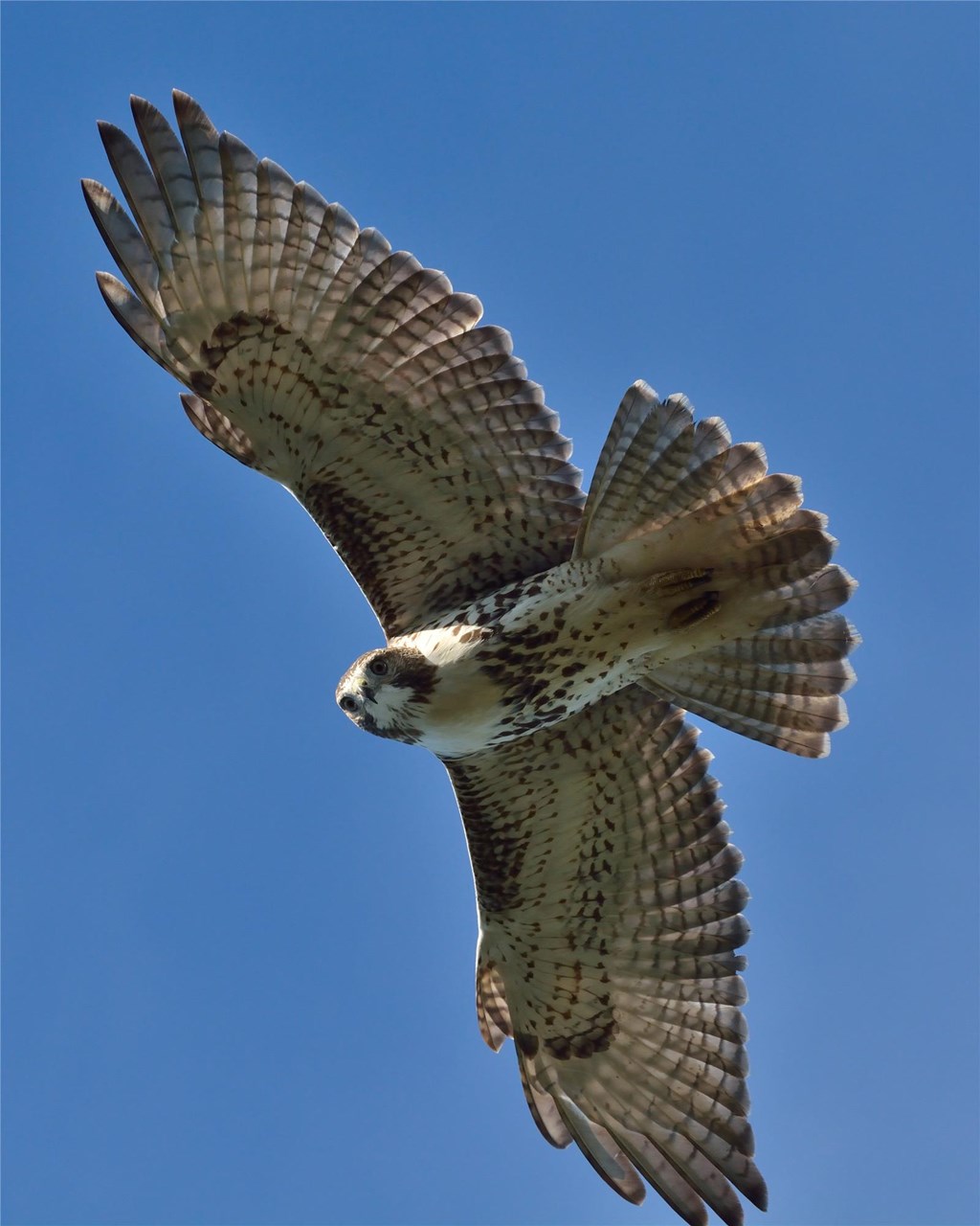 Red-tailed Hawk in Flight