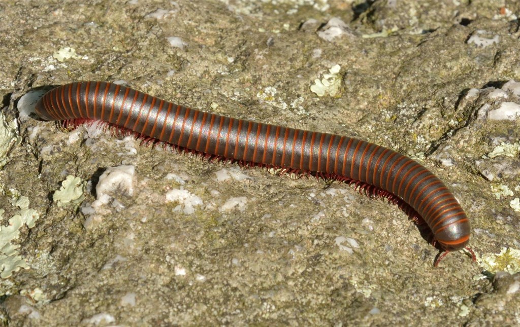 Millipede crawling on rochk