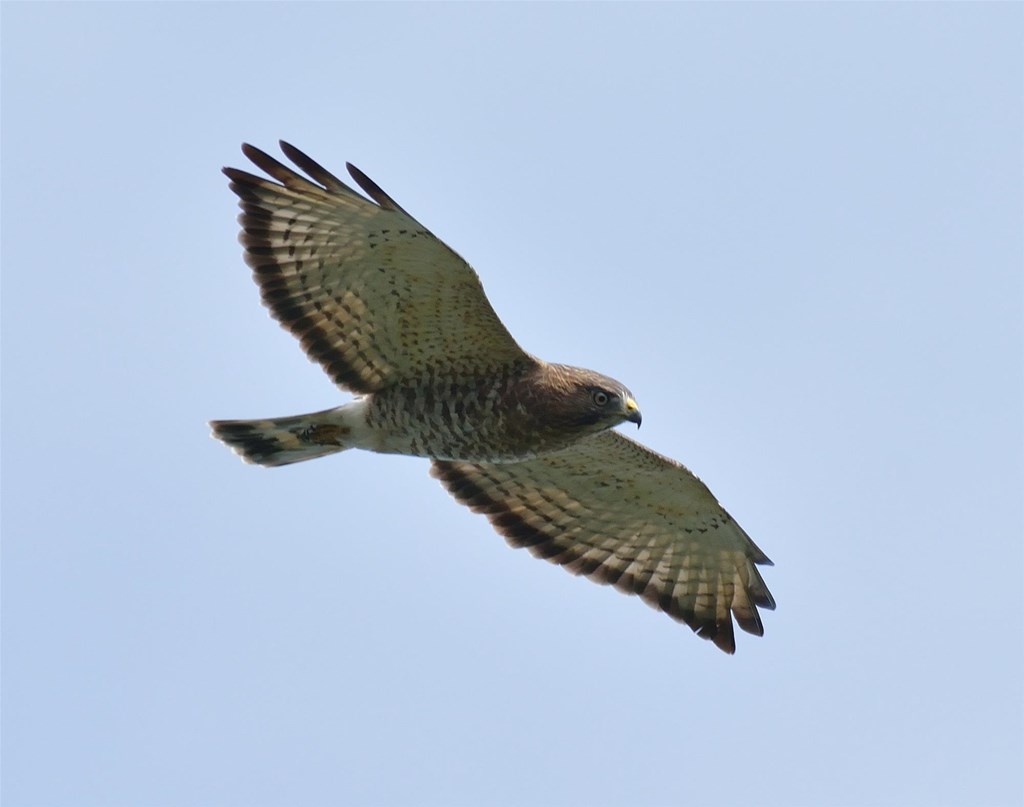 Broad-winged Hawk in Flight