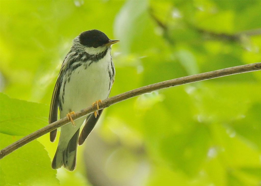 Male Blackpoll Warbler