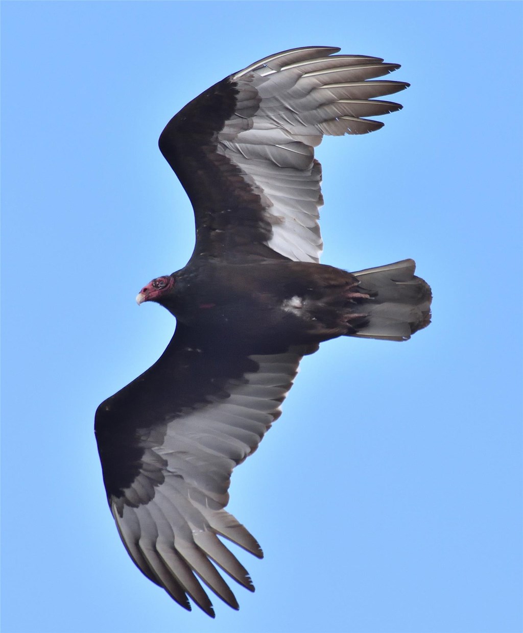 Turkey Vulture in Flight by Bill Moses