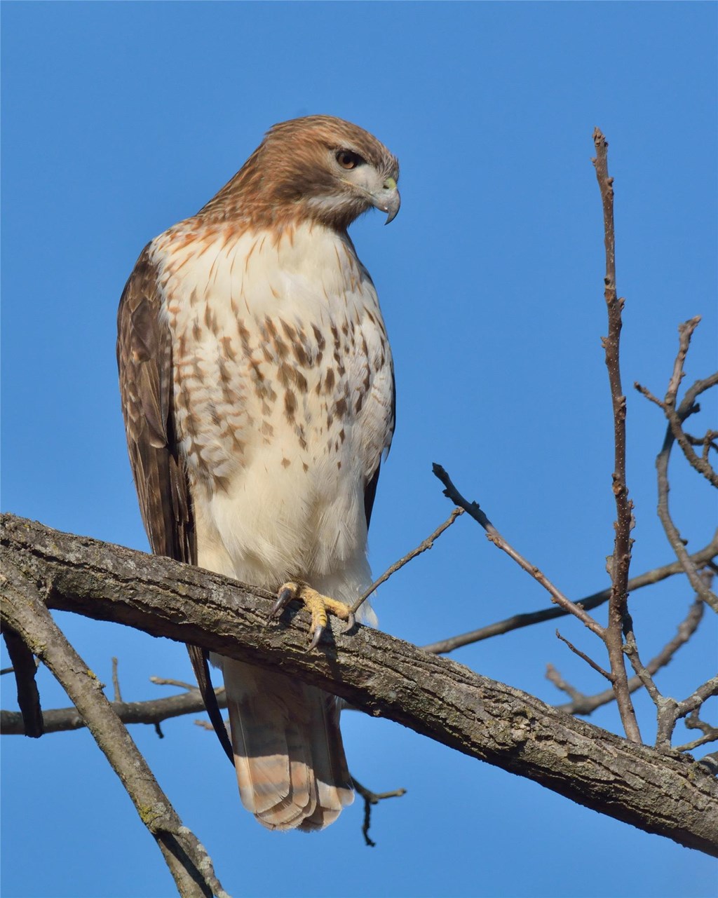 Red-tailed Hawk Perched on Tree Branch