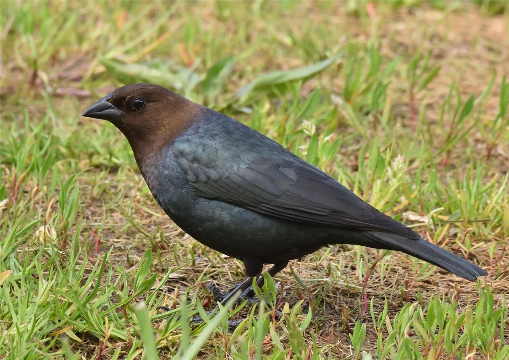 A Male Brown-headed Cowbird
