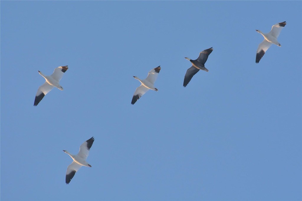 Four snow geese flying overhead