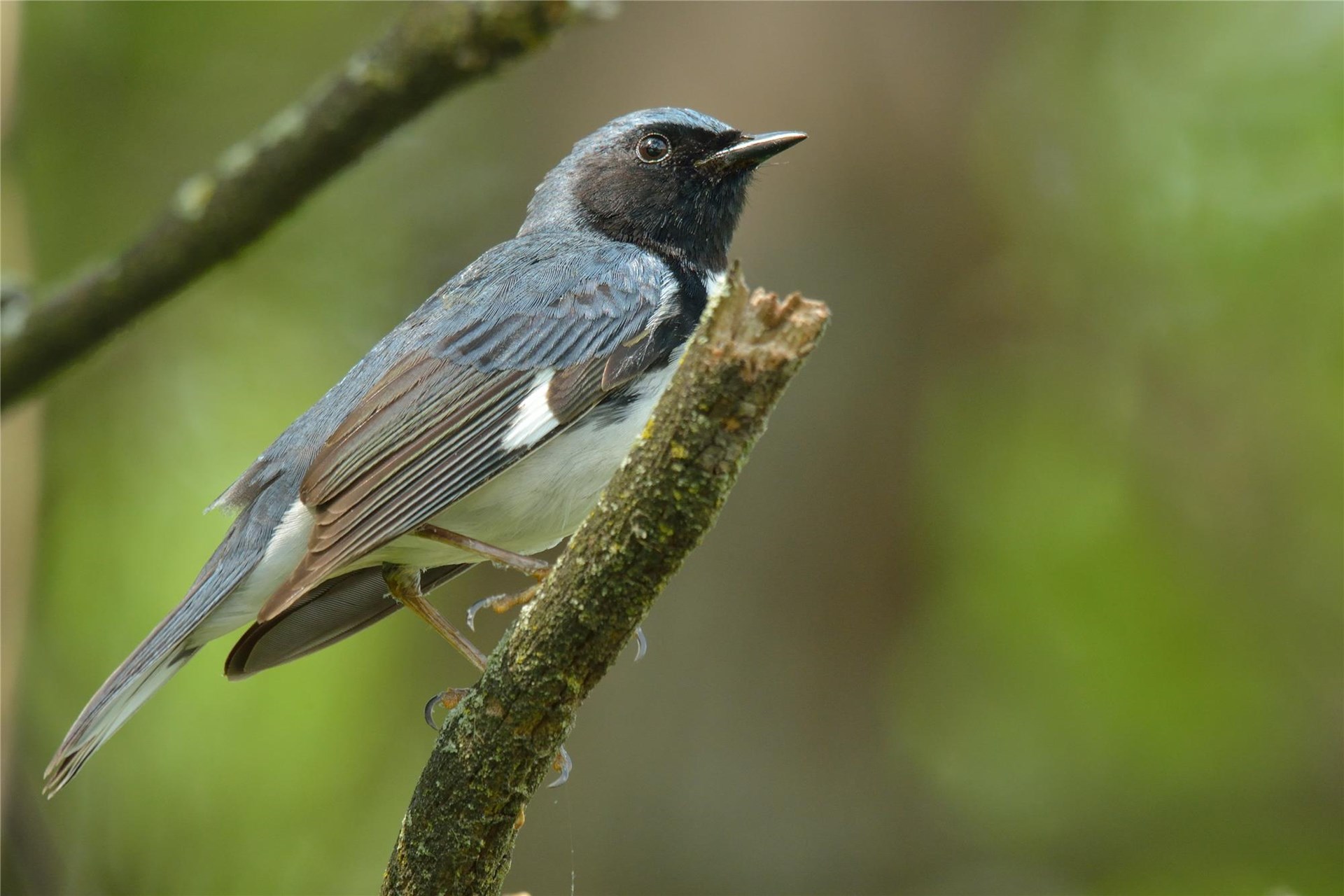 Warbler Walk in the Native Habitat Garden
