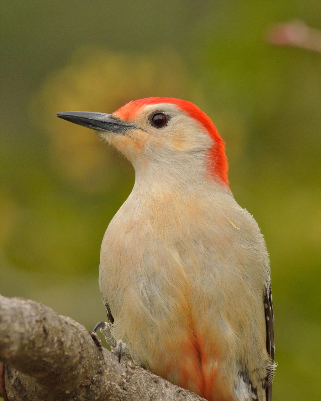 Red-bellied Woodpecker with red belly feathers visible
