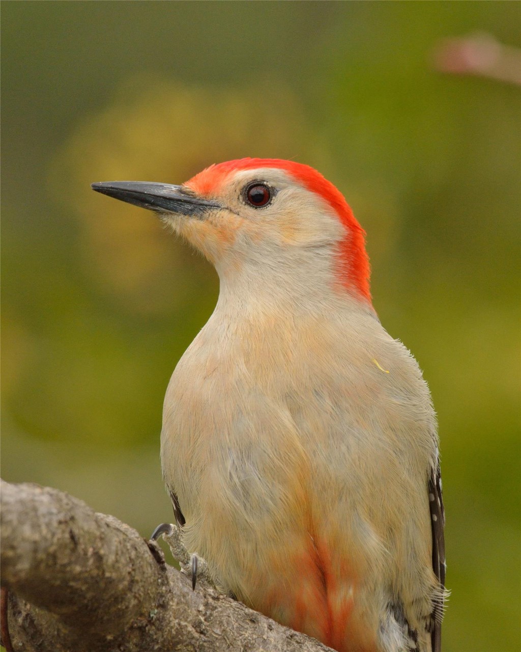 Red-bellied Woodpecker with red belly feathers visible Red-bellied Woodpecker with red belly feathers visible