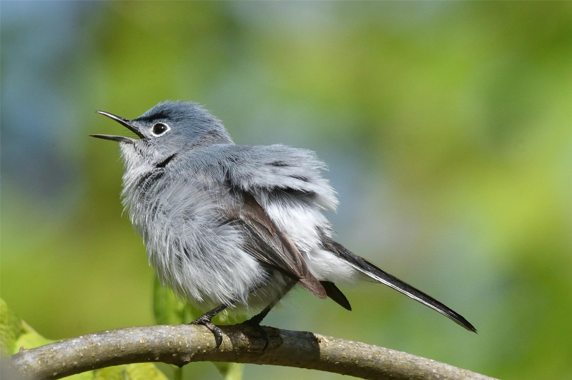Wee Ones Walk: The Songs of the Sanctuary