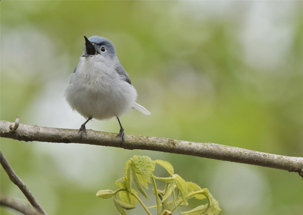 Blue-grey Gnatcatcher singing while perched on a tree branch Blue-grey Gnatcatcher singing while perched on a tree branch