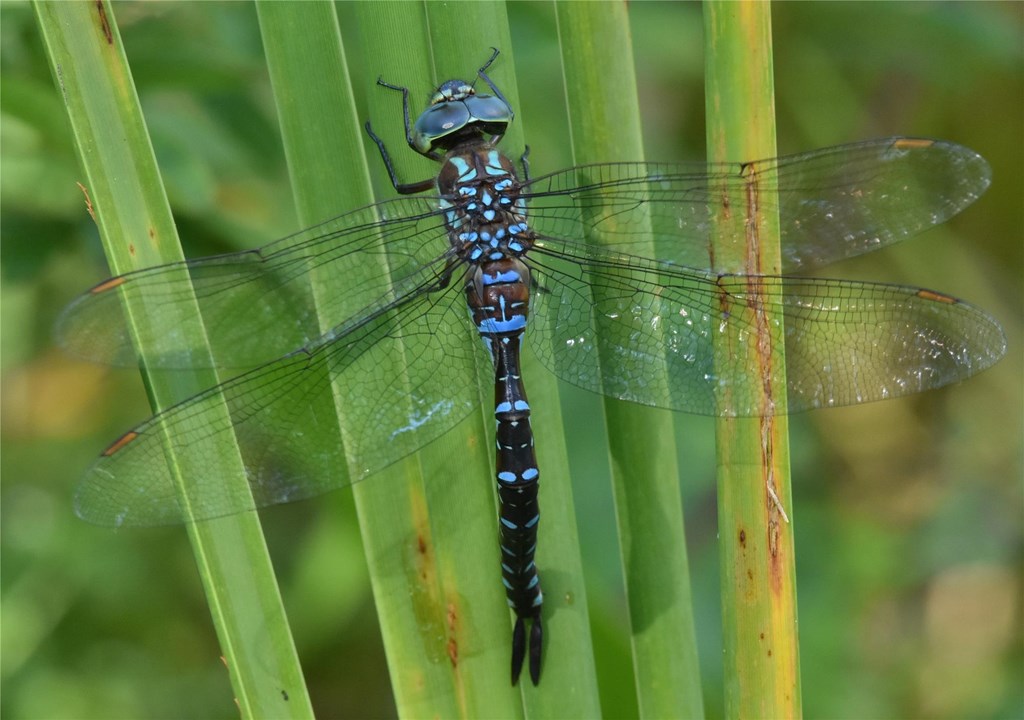 Black-Tipped Darner by Bill Moses