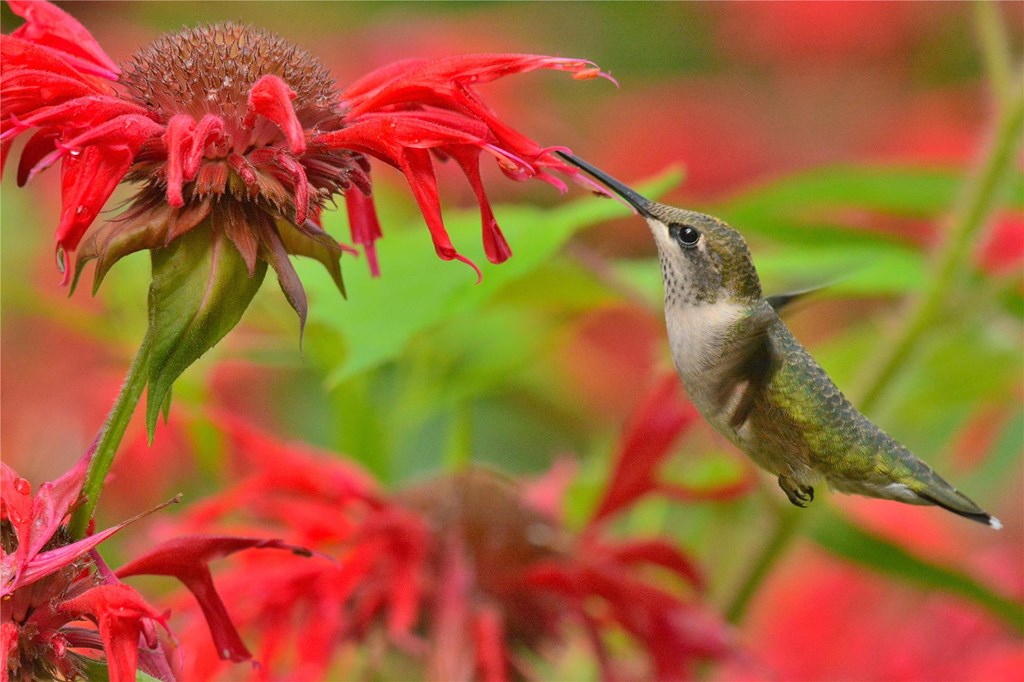 Ruby-throated Hummingbird visiting red Bergamot