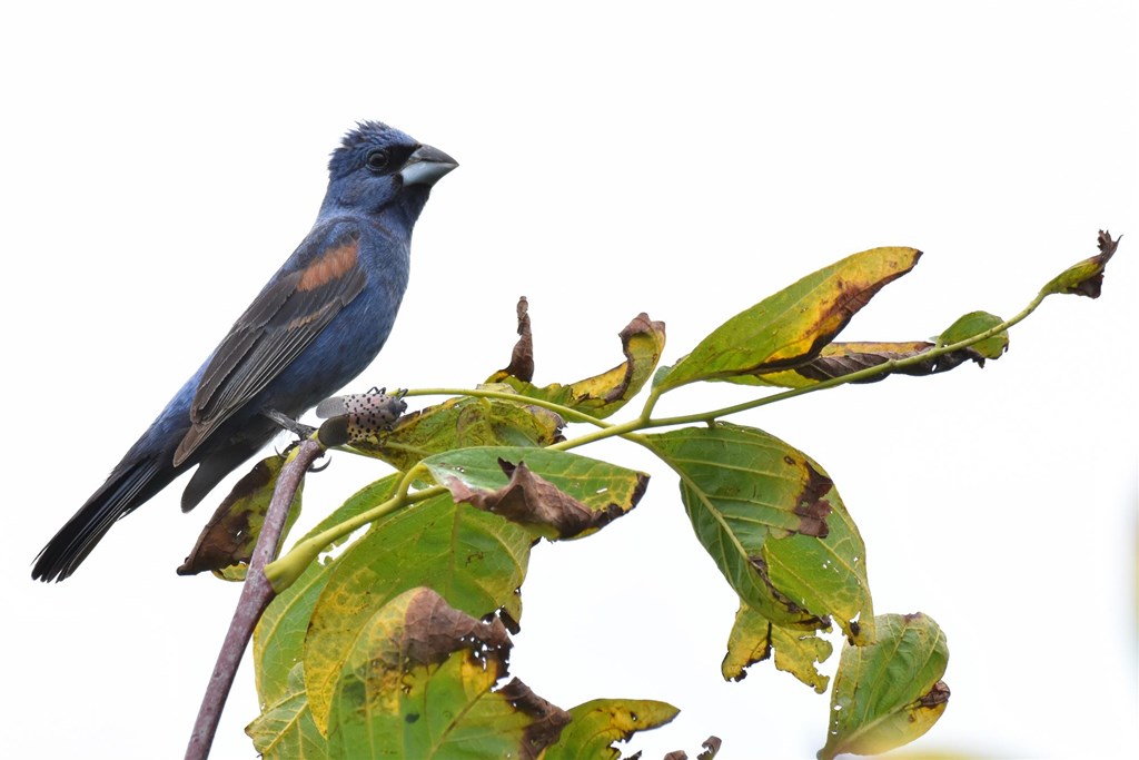 Blue Grosbeak by Bill Moses Blue Grosbeak by Bill Moses