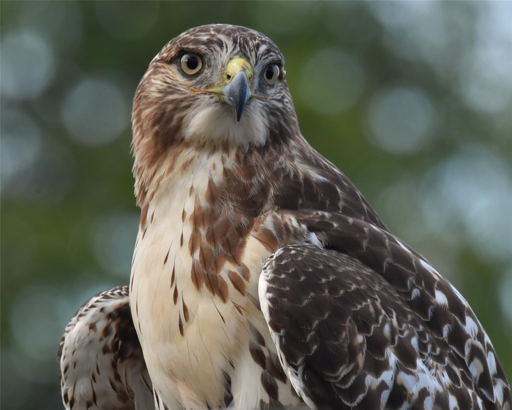 Close up portrait of a red-tailed hawk Close up portrait of a red-tailed hawk
