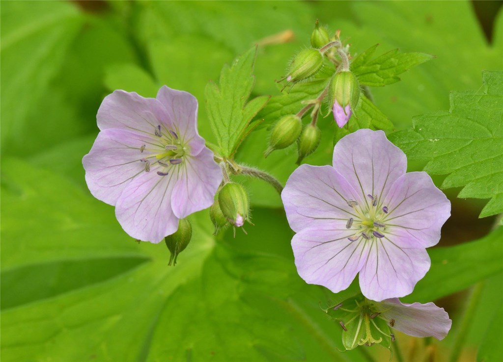 Blooming Wild Geranium