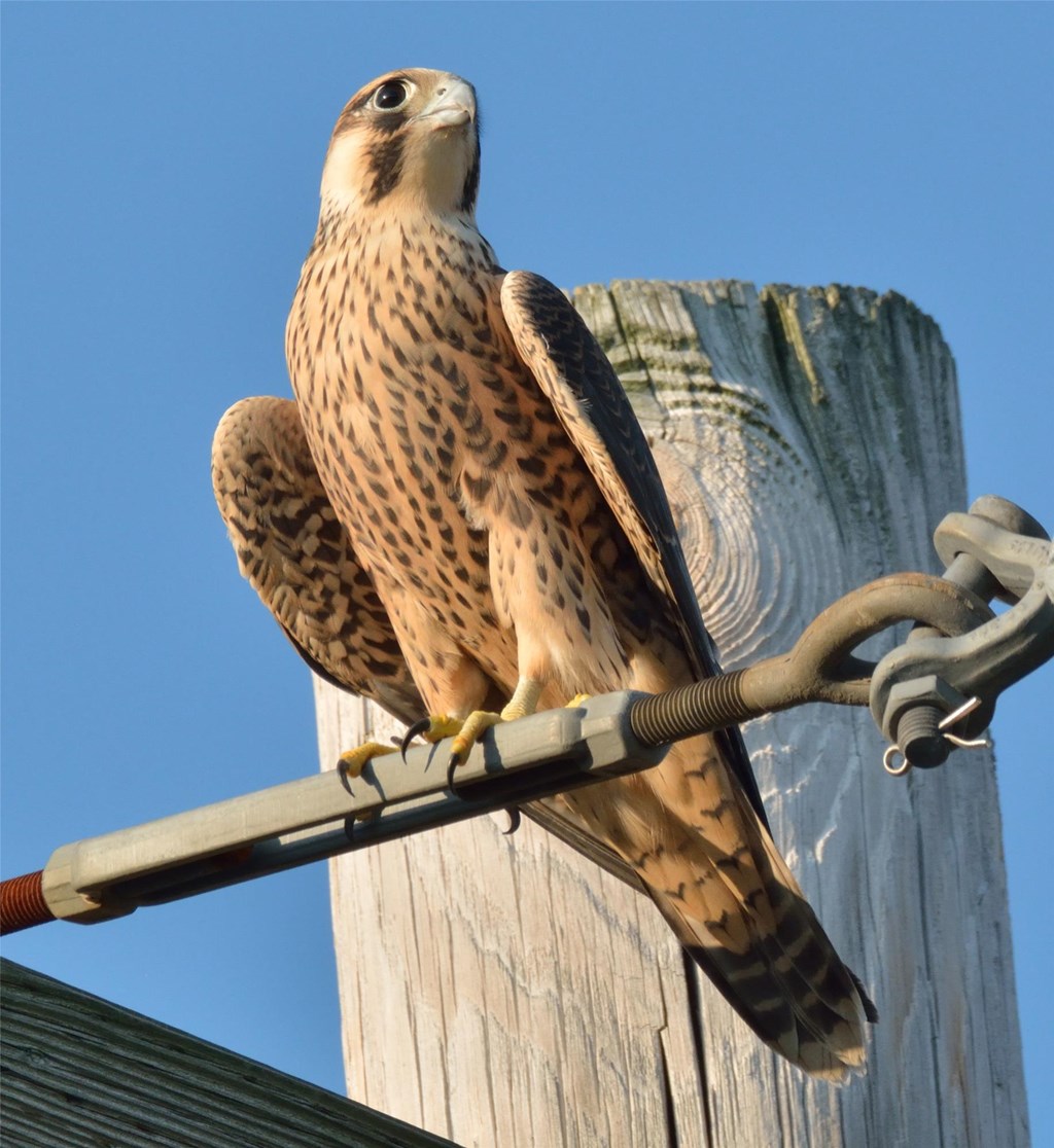 Birds of Prey, Science Trek