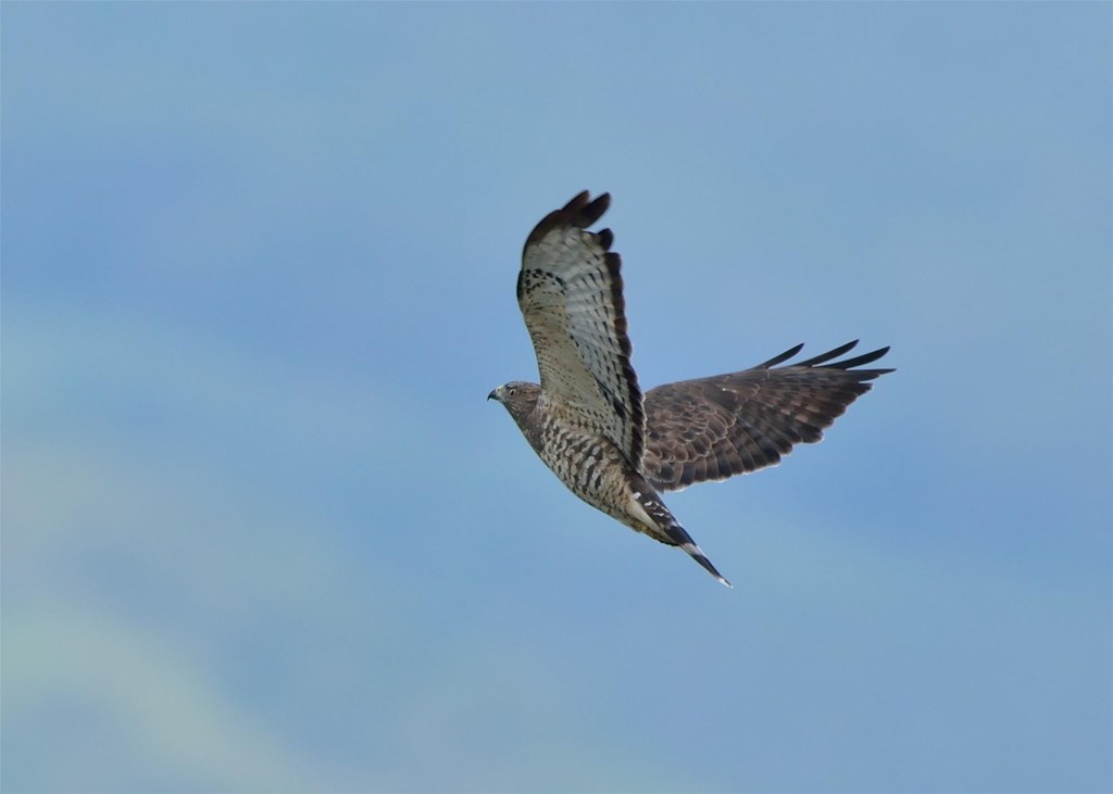 Broad-winged Hawk in Flight