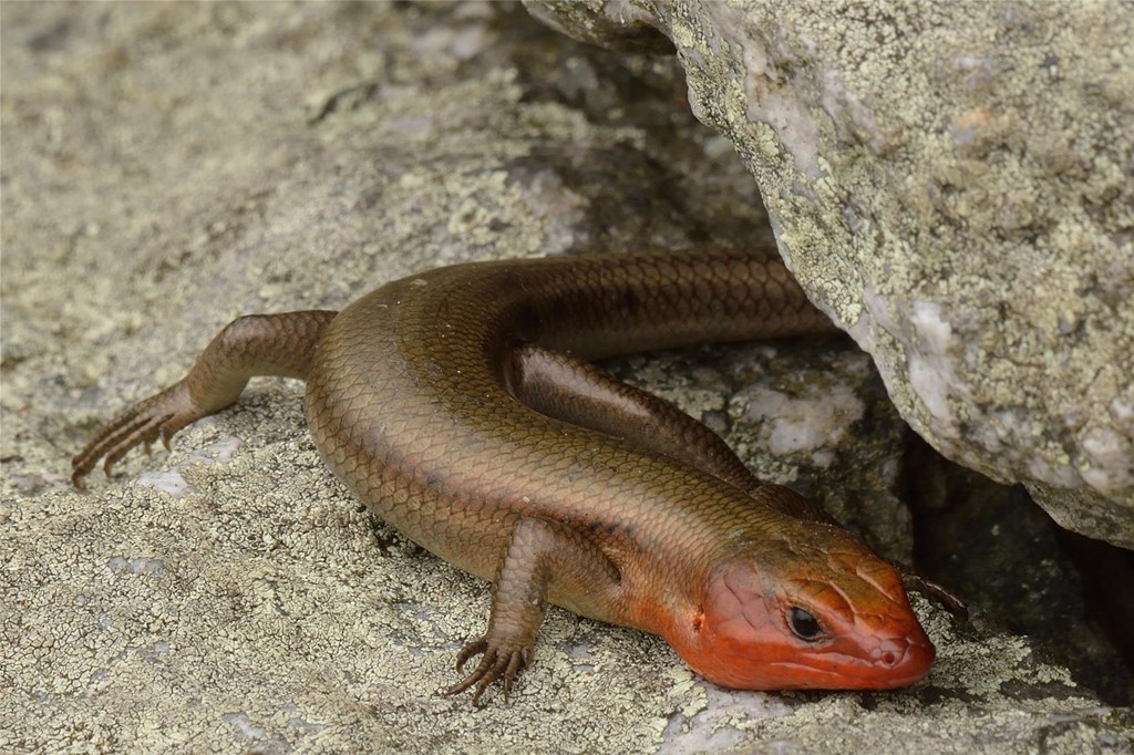 Five-lined Skink Five-lined Skink