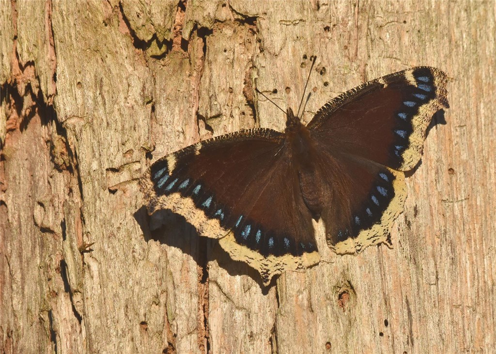 Mourning Cloak on a tree with wings spread