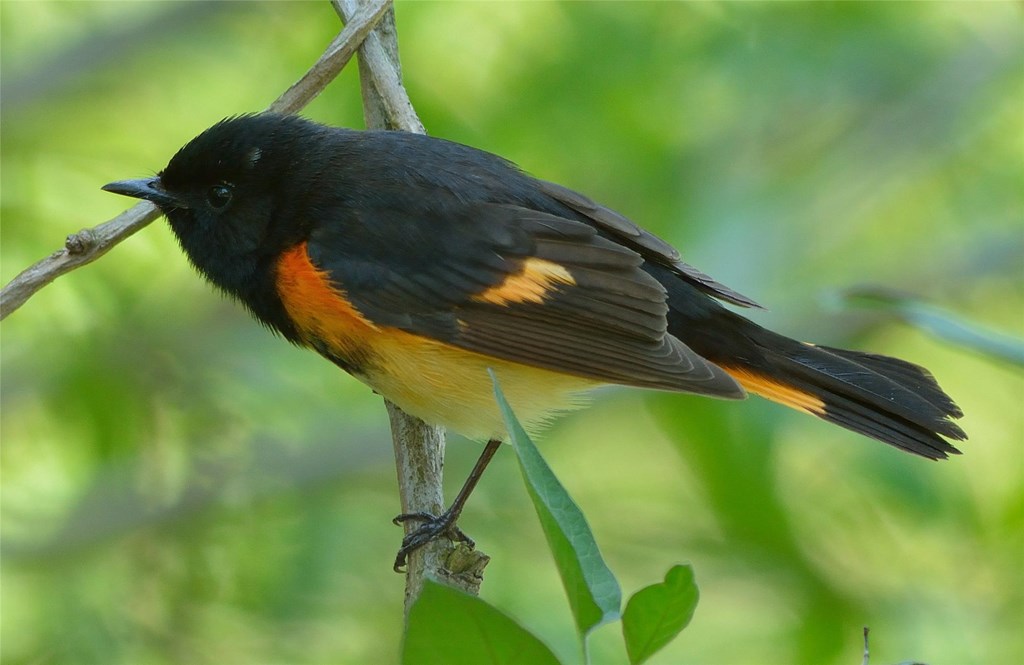 Male American Redstart Male American Redstart