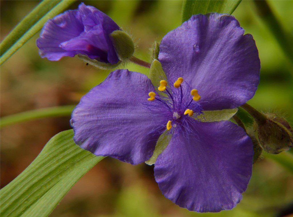 Purple Spiderwort