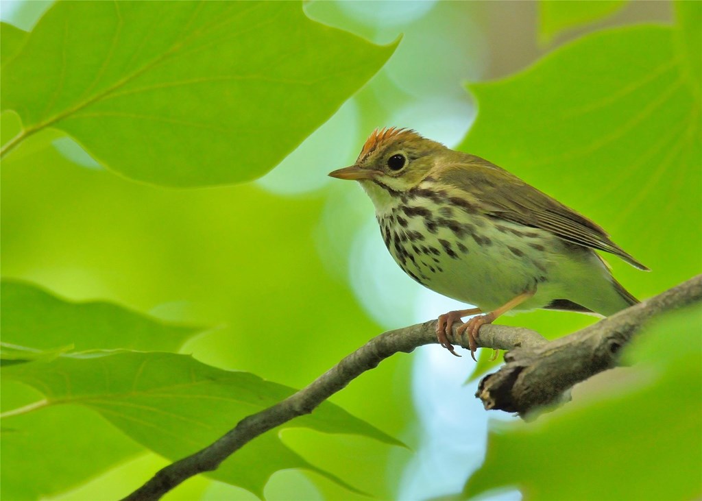 Ovenbird by Bill Moses Ovenbird by Bill Moses