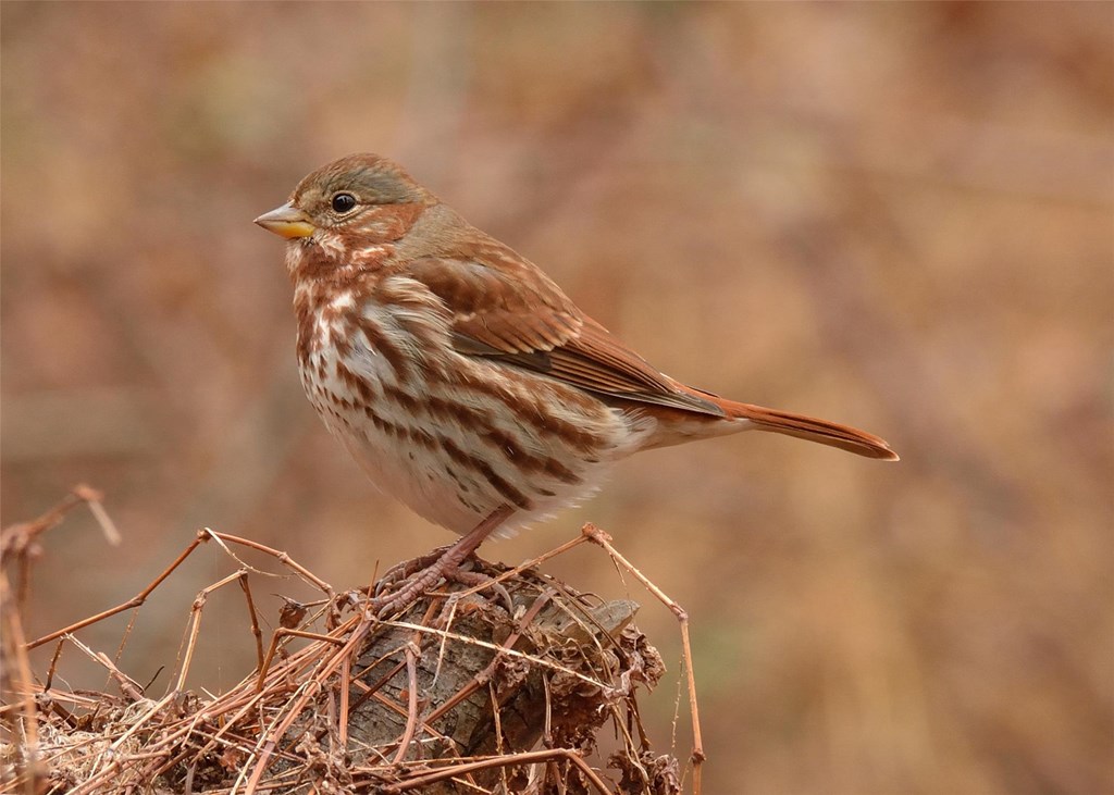 Fox sparrow perched on a log