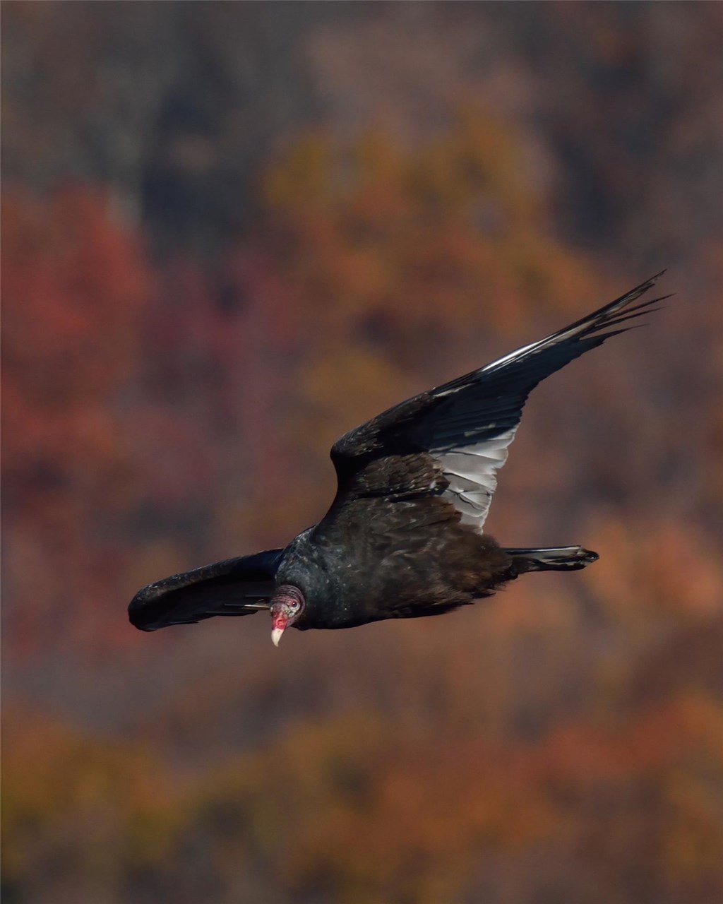 turkey vulture in flight
