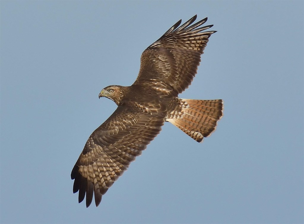 Red-tailed Hawk in Flight Red-tailed Hawk in Flight