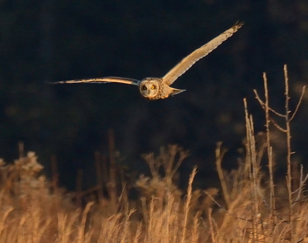 A short-eared owl flies low over a tall grass field