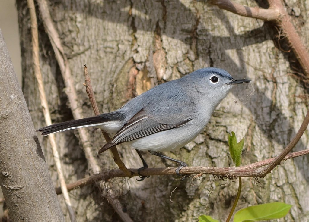 Blue-gray Gnatcatcher on a tree branch